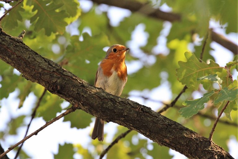 Vogelgesang zu Sonnenaufgang Neu auf dem Land